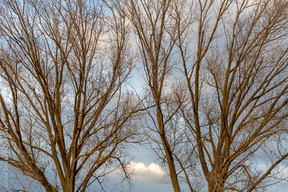 Poplar trees without leaves in autumn with the sky in the background. Poplar trees without leaves in autumn with the sky in the background.