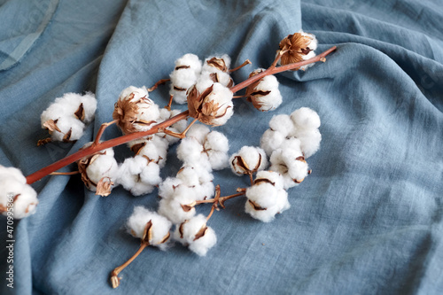 White cotton flowers on blue fabric © mikeosphoto