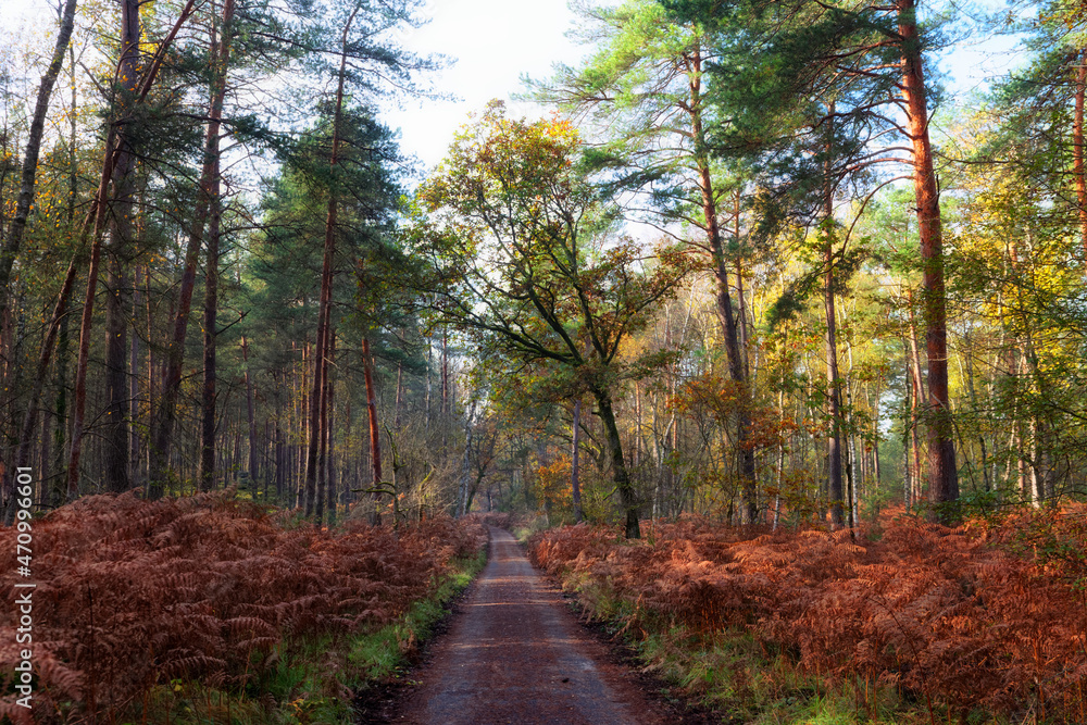 Fototapeta premium Forest road in autumn season. Fontainebleau forest