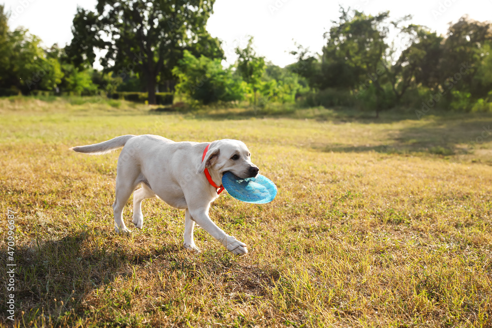 Cute Labrador dog catching frisbee disc in park Cute Labrador dog catching frisbee disc in park