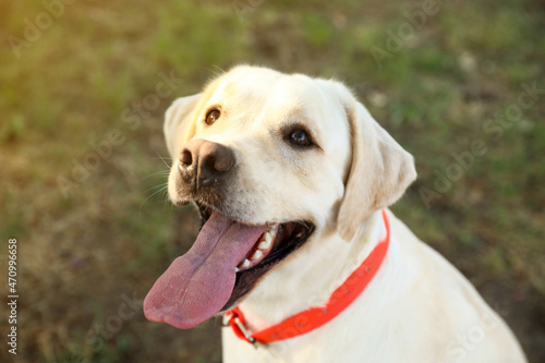 Cute Labrador dog in park, closeup