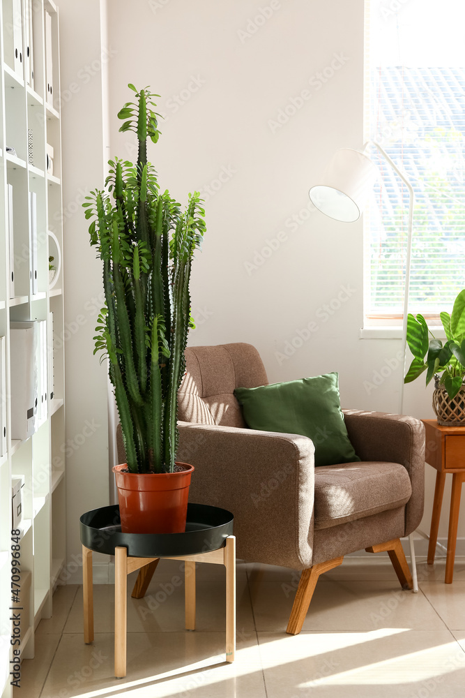 Green cactus on table and armchair in modern room