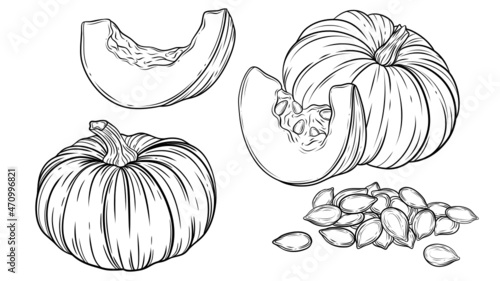 Hand-drawn vector line art illustration of pumpkin, pumpkin seeds, cut pumpkin