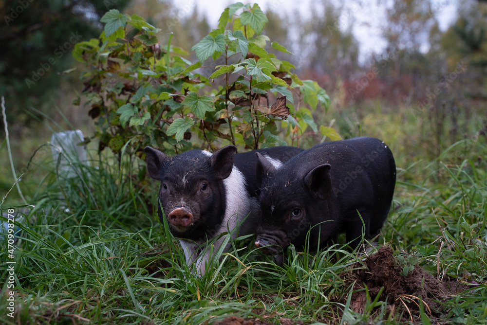 Naklejka premium pig in the grass