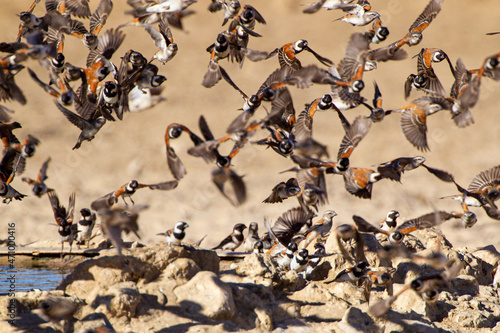 Cape Sparrow flock flying back and forth between trees and the waterhole in the Kalahari, South Africa