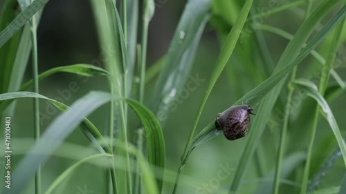 A snail sitting on a leaf of grass is motionless