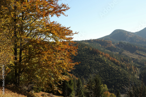 Picturesque view of beautiful mountain forest on sunny day in autumn