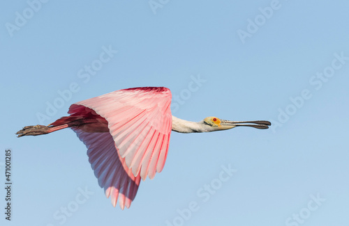 Spoonbill
