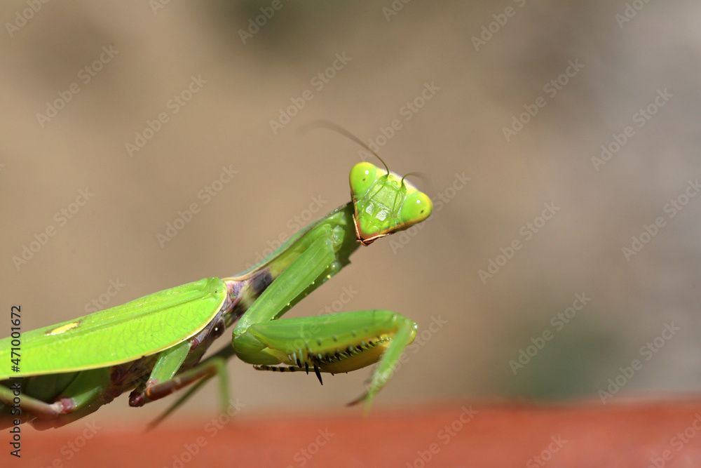 Insect green mantis close-up Insect green mantis close-up