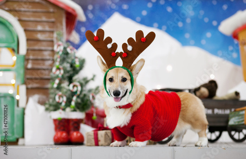 Cute corgi dog in festive reindeer costume with christmas gifts. Corgi puppy dressed in christmas costume with reindeer horns   © Dina
