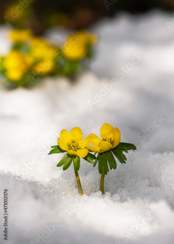 Konstfotografi Yellow winter aconite wildflowers springing up in the snow at wintertime in garten