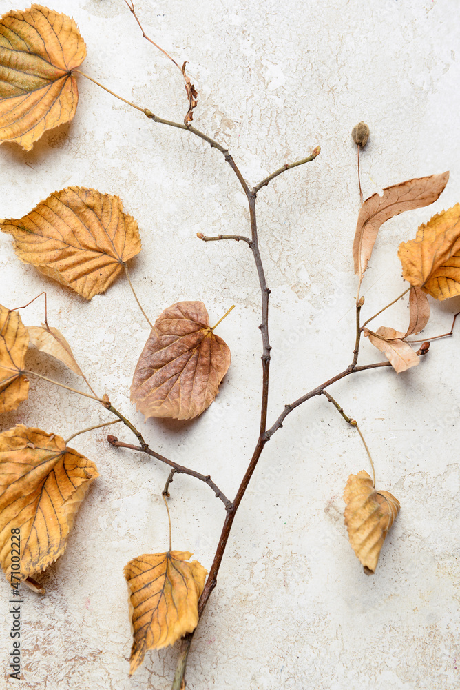 Linden autumn leaves on light background - obrazy, fototapety, plakaty 