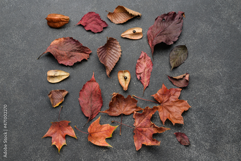 Different autumn leaves on dark background - obrazy, fototapety, plakaty 