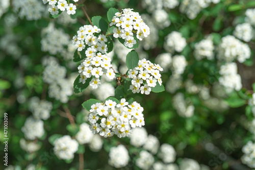 White flowers of spirea close-up photo