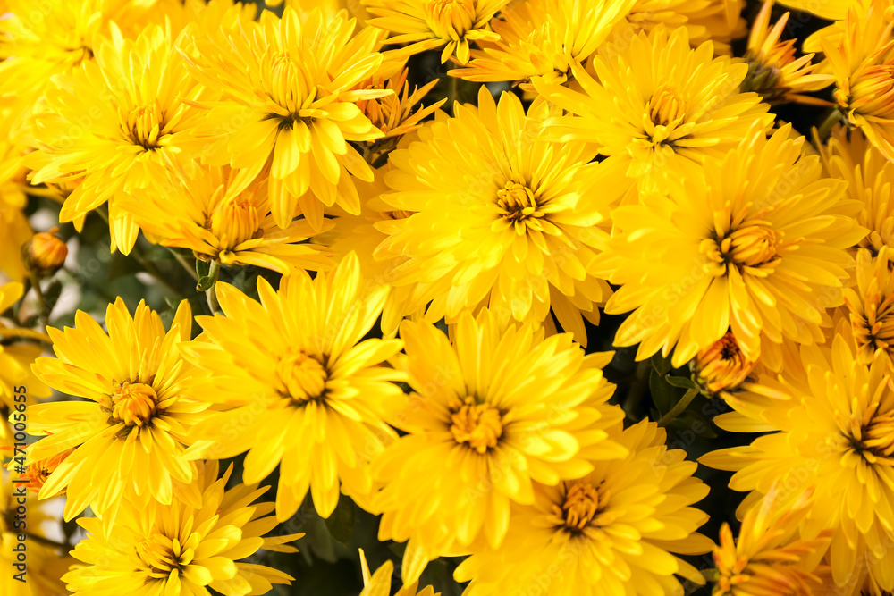 Beautiful Chrysanthemum flowers as background, closeup - obrazy, fototapety, plakaty 