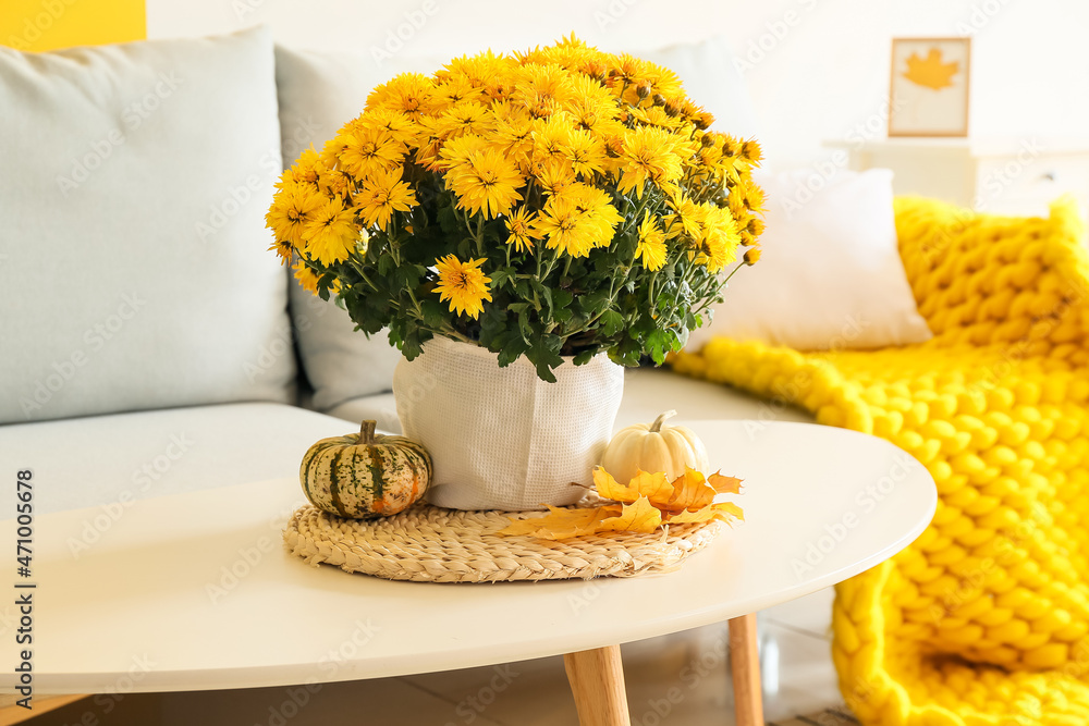Pot with beautiful Chrysanthemum flowers on table in room - obrazy, fototapety, plakaty 