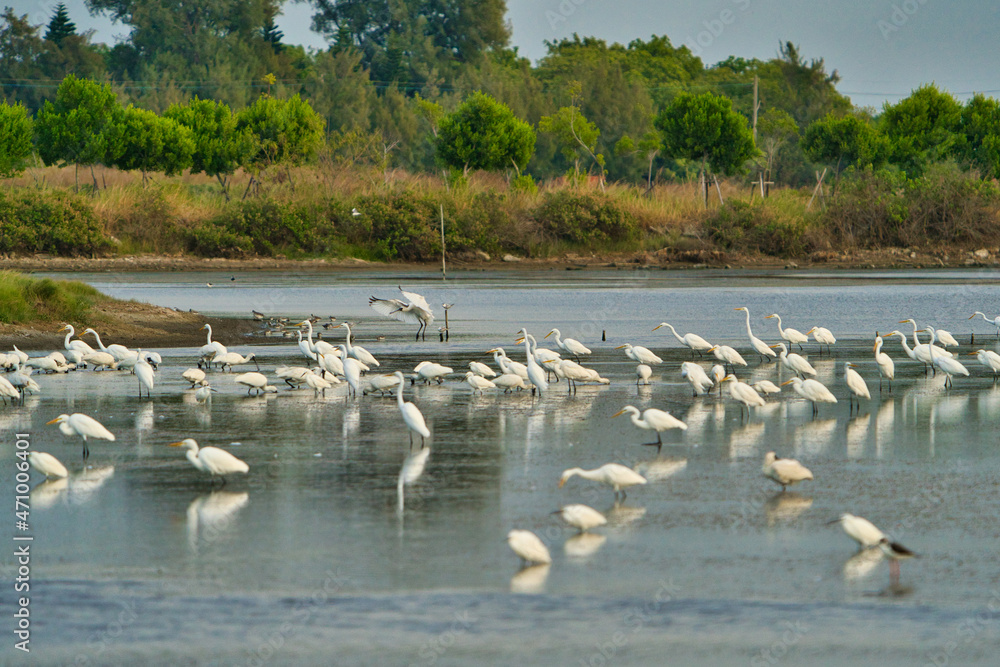 Black-faced spoonbills, black-winged stilts, and Chinese egrets, in a wetland. Beimen wetland, Tainan city, Taiwan.