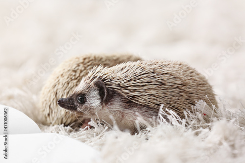 Cute hedgehogs on soft rug
