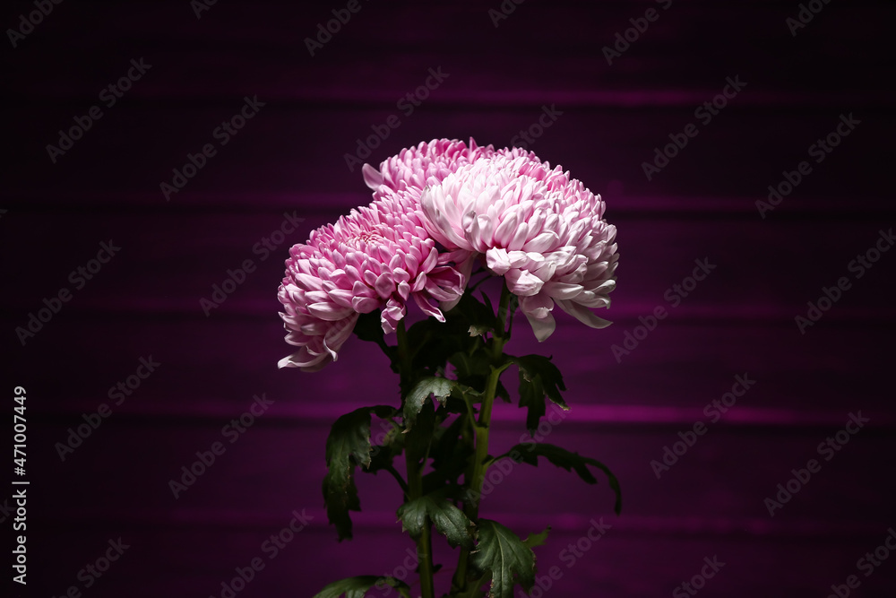 Vase with beautiful chrysanthemum flowers on dark background - obrazy, fototapety, plakaty 