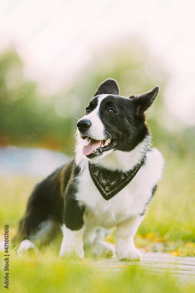 Funny Cardigan Welsh Corgi Dog Sitting Outdoor. Welsh Corgi Is A Small Type Of Herding Dog That Originated In Wales. Close Up Portrait Funny Cardigan Welsh Corgi Dog Sitting Outdoor. Welsh Corgi Is A Small Type Of Herding Dog That Originated In Wales. Close Up Portrait