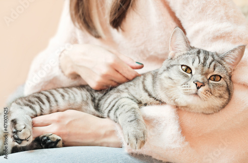 world pet day. cute grey cat enjoying staying with her owner. tabby cat on woman hands getting rest.