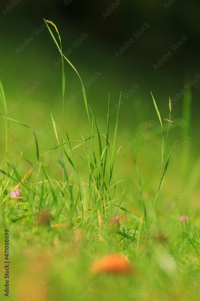 grass and vegetation on the field in Autumn season grass and vegetation on the field in Autumn season