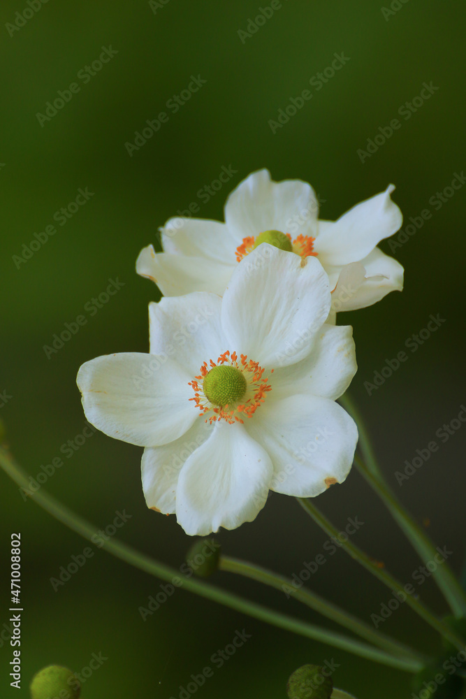 Closeup of beautiful white flowers in the park Closeup of beautiful white flowers in the park
