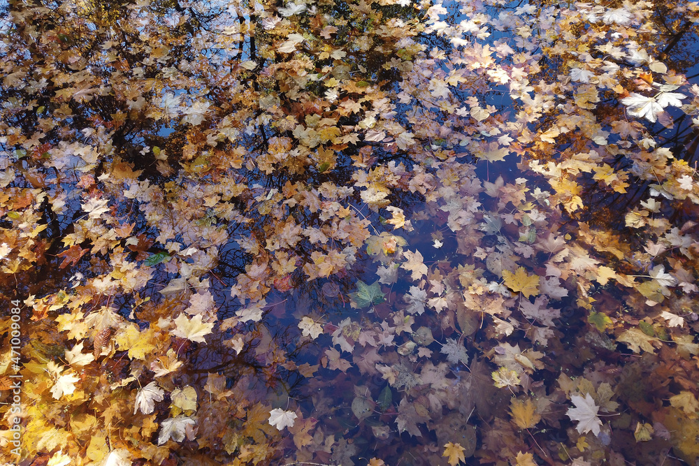 October Atumn Maple Leaf floating on water October Atumn Maple Leaf floating on water