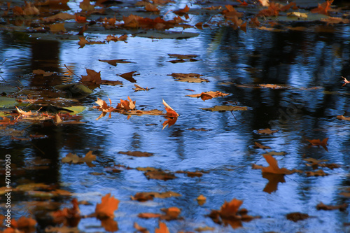 October Autumn Maple Leaf floating on water