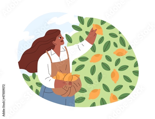 Woman farmer picking lemons in orchard. Person collecting citrus fruit harvest into basket on summer holidays. Female in southern local garden. Flat vector illustration isolated on white background
