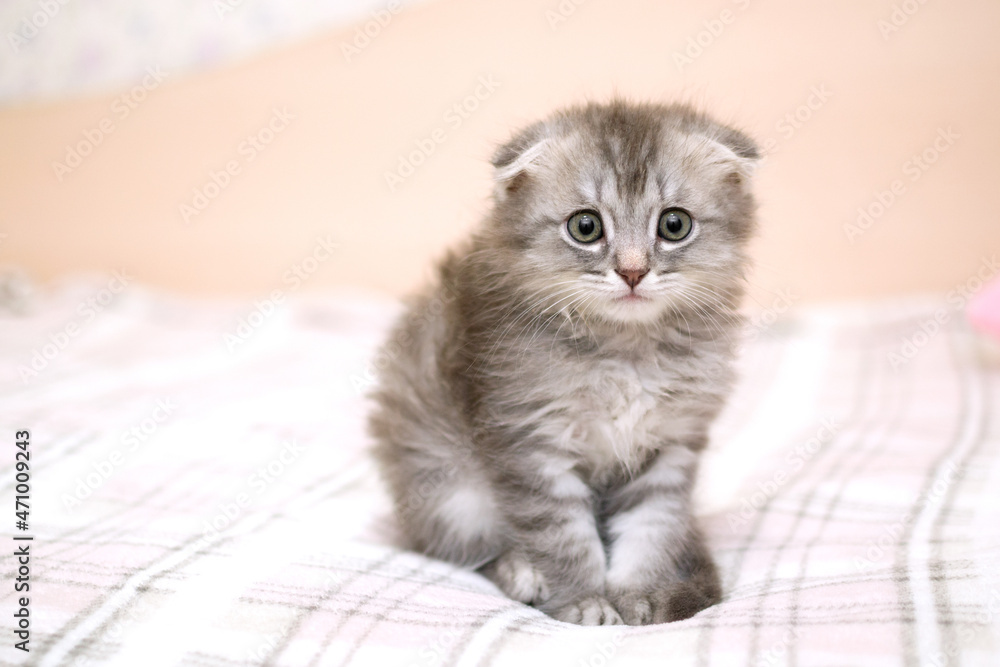 A small gray kitten sits on a warm blanket on the bed and looks at the camera. Care and maintenance of pets, purebred cats