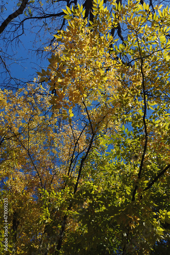 autumn leaves and trees in the park