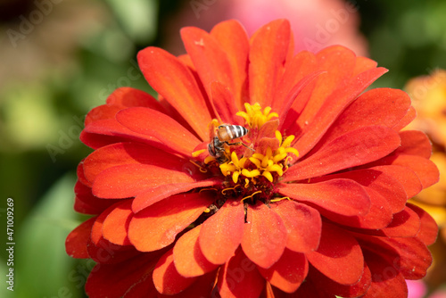 Picture of bee or honeybee on the Red purple or Red flower. © KE.Take a photo
