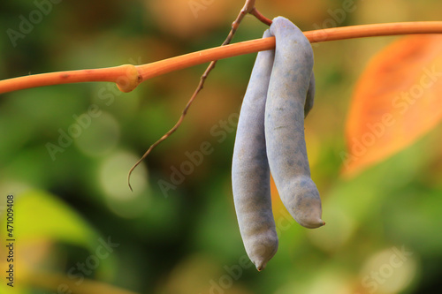 Decaisnea fargesii, Blue Sausage Fruit, Lardizabalaceae family. West China