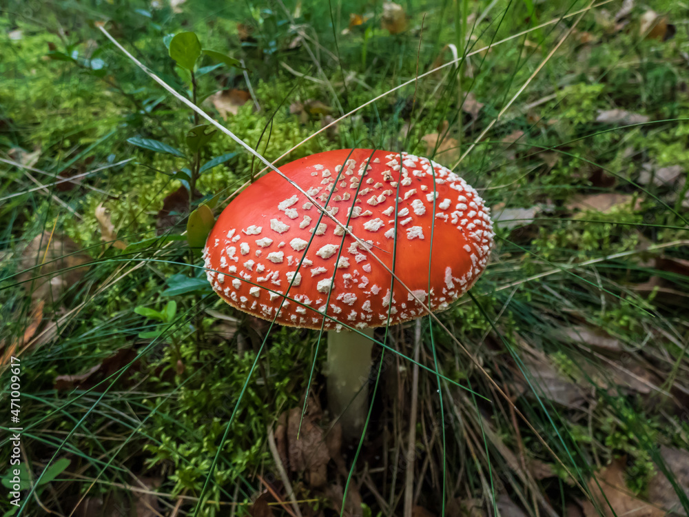 Big, red poisonous mushroom Fly Agaric (Amanita Muscaria) mushroom with white warts and visible white veil in a forest in green grass and moss in autumn Big, red poisonous mushroom Fly Agaric (Amanita Muscaria) mushroom with white warts and visible white veil in a forest in green grass and moss in autumn