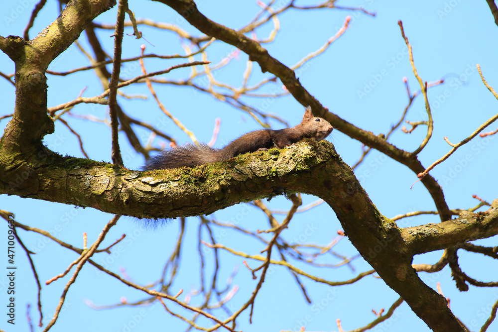 Portrait of Eurasian red squirrel climbing on tree in the park Portrait of Eurasian red squirrel climbing on tree in the park