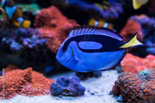 Paracanthurus hepatus, Blue tang  in Home Coral reef aquarium. Selective focus. photo