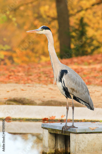 gray heron near a pond in Autumn season