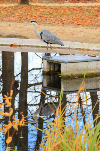 gray heron near a pond in Autumn season © marchevcabogdan