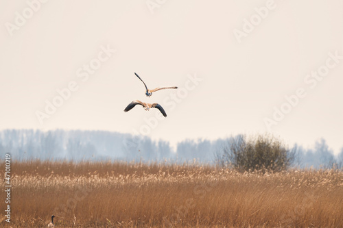 Two abstract geese flying in a soft golden  light sky. Birds above a reed bed. Animal themes  background  copy-space