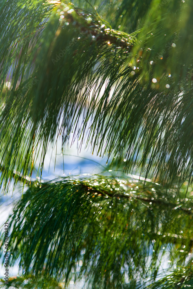 Naklejka premium Green needles in winter sun.