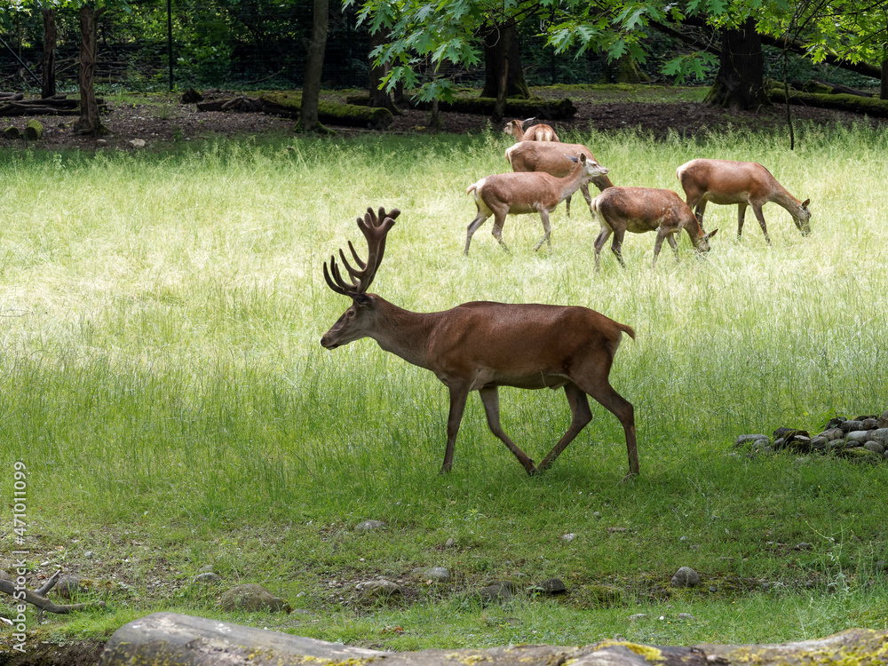 Fototapeta premium (Cervus elaphus) Jeune cerf élaphe ou daguet avec ses bois accompagné de biches dans une clairière en Suisse