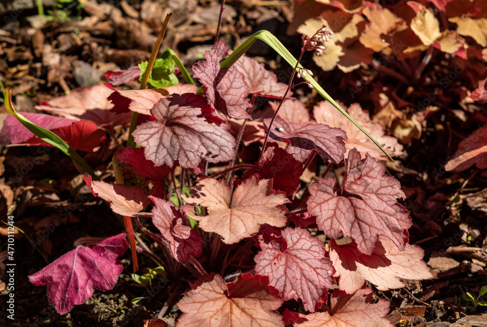heuchera plants as very nice natural background heuchera plants as very nice natural background
