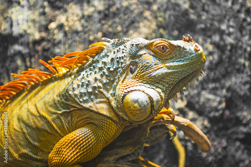 Close-up of a multi-colored male Iguana