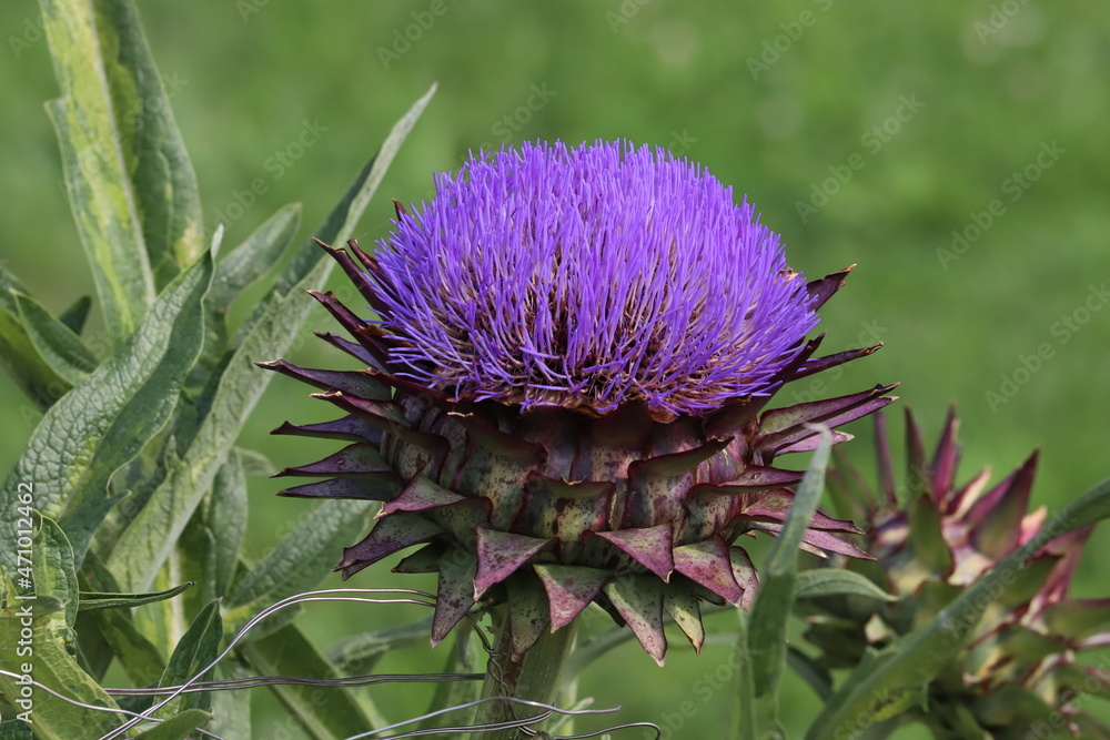 初夏の公園に咲くアーティチョーク チョウセンアザミ の紫色の花 Stock Photo Adobe Stock 初夏の公園に咲くアーティチョーク チョウセンアザミ の紫色の花 Stock Photo Adobe Stock