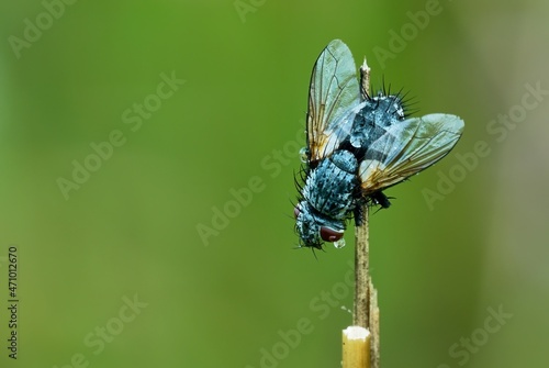 European blue bottle fly after rain. With large water drops on the body and eye. Sitting on dry grass in the meadow. Blurred natural green background. Copy space. Genus species. Calliphora vicina. photo