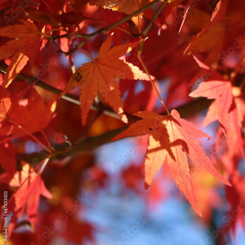 Acer palmatum "Red emperor. Red japanese maple tree with red leaves against blue sky