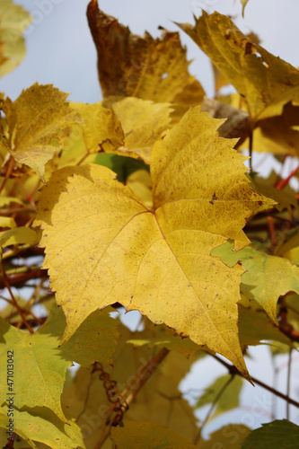 Close-up of yellow Vine leaves in the vineyard on autumn season. Vitis vinifera cultivation
