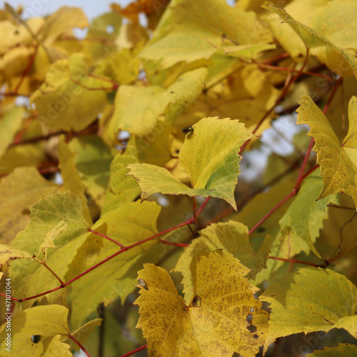 Close-up of yellow Vine leaves in the vineyard on autumn season. Vitis vinifera cultivation