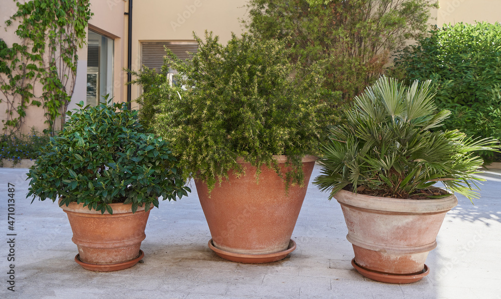 Large clay pots with plants outdoors for decoration